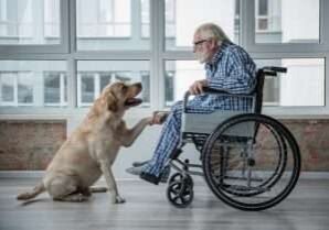 pet therapy for elderly